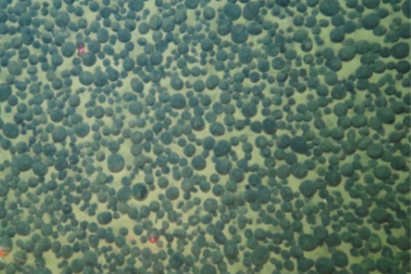 www.骚逼肉丝深海锰结核区沉积物微生物代谢适应机制